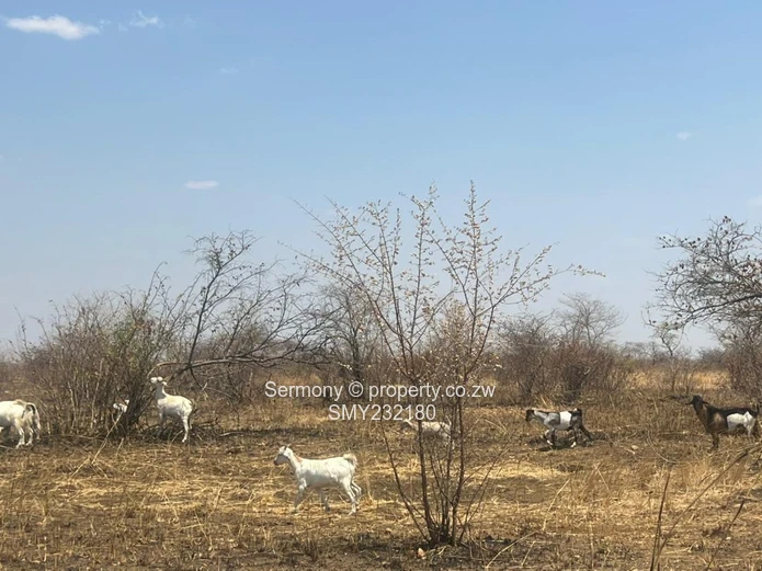 Agricultural farm for sale