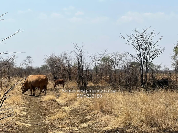 Agricultural farm for sale