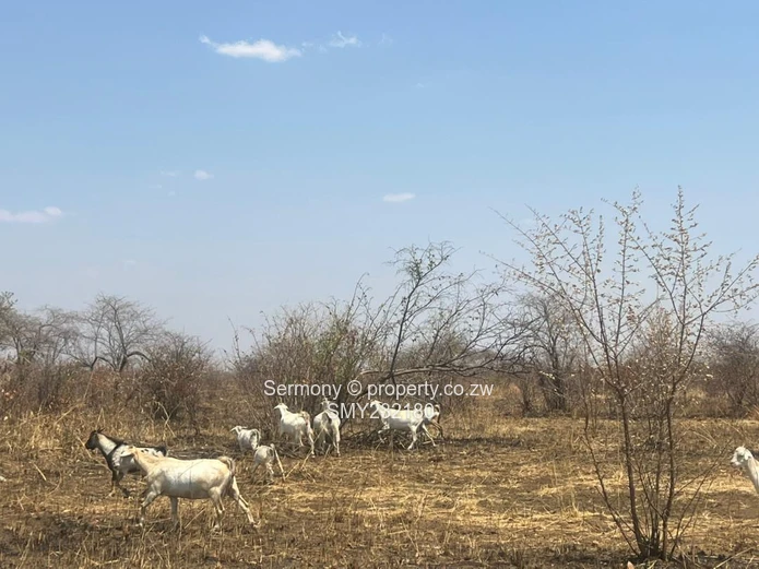 Agricultural farm for sale