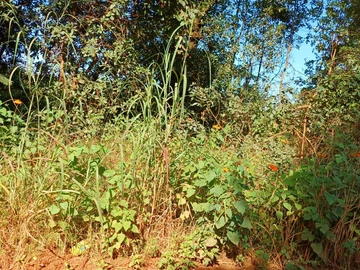 Farm & Agricultural Land